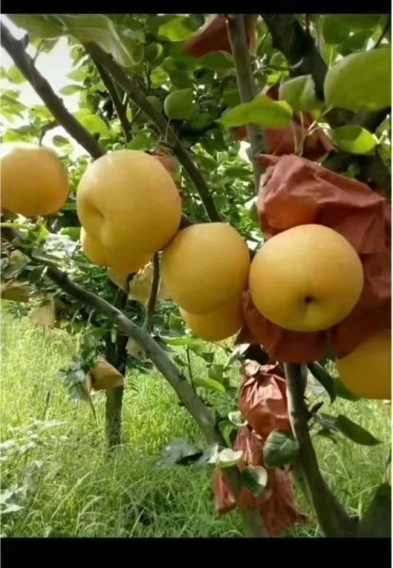 寻找实力批发商，六月底翠冠梨大量上市