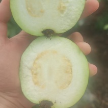 广西玉林芭乐