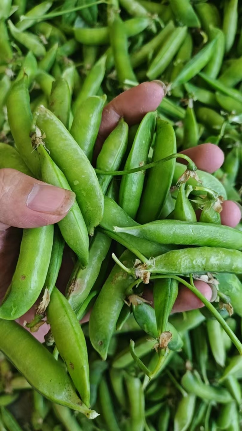 大量，供应