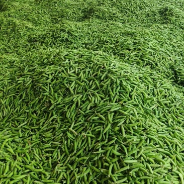 大量，供应