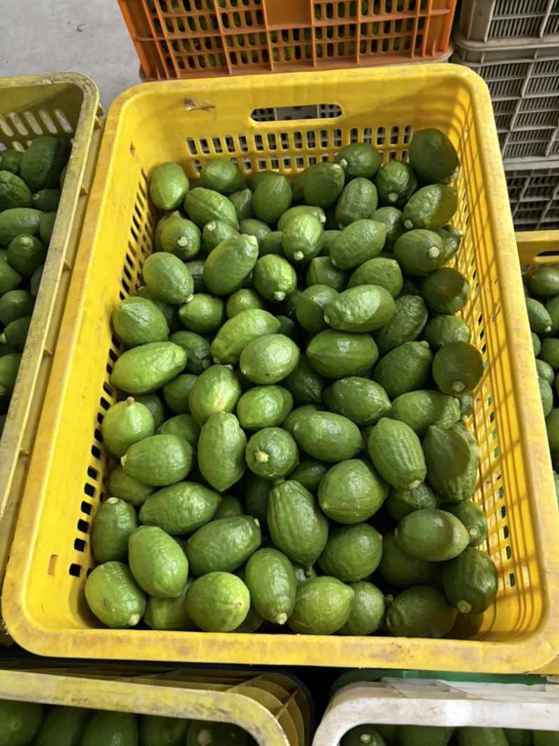 广东香水柠檬