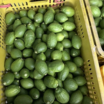 广东香水柠檬