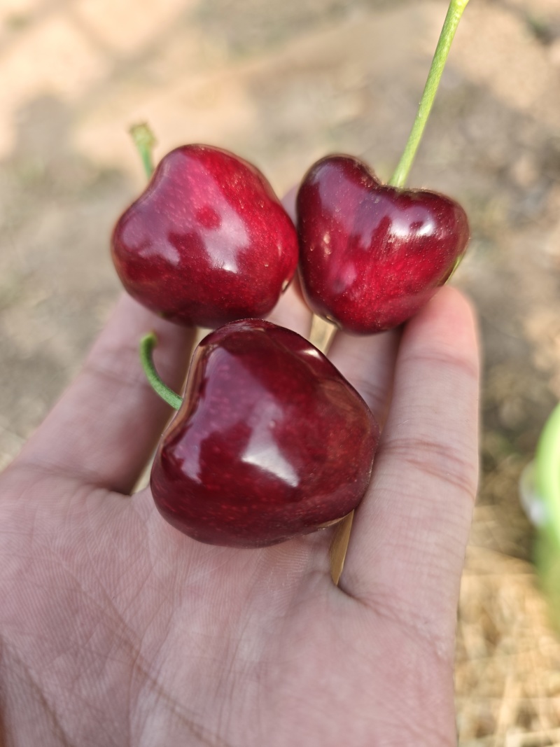 大连美早樱桃，无农药，现摘