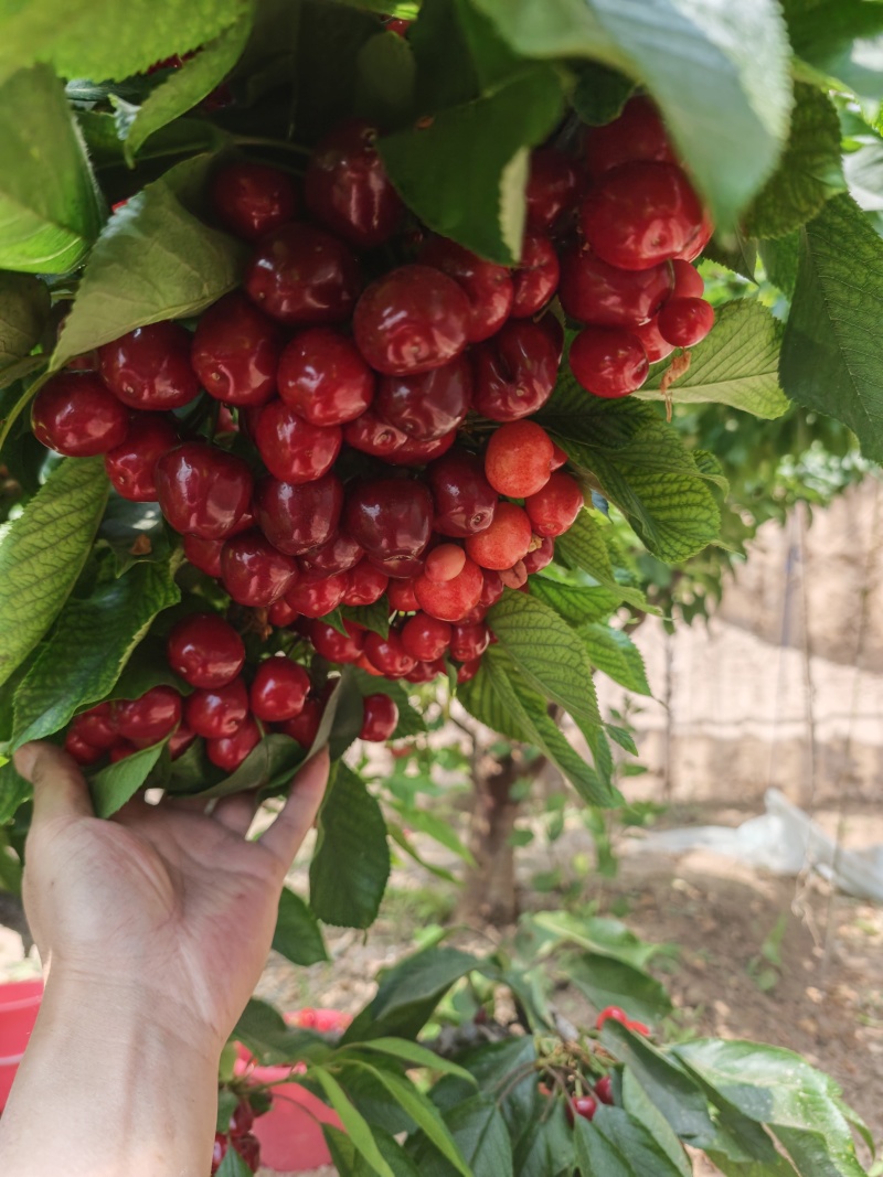 大连美早樱桃，无农药，现摘