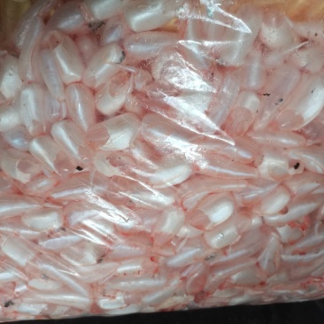 新鲜鱼泡