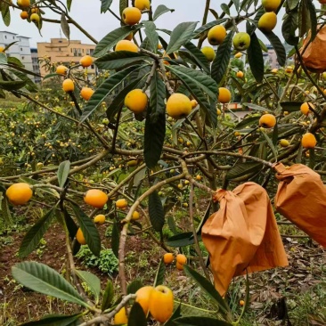 枇杷