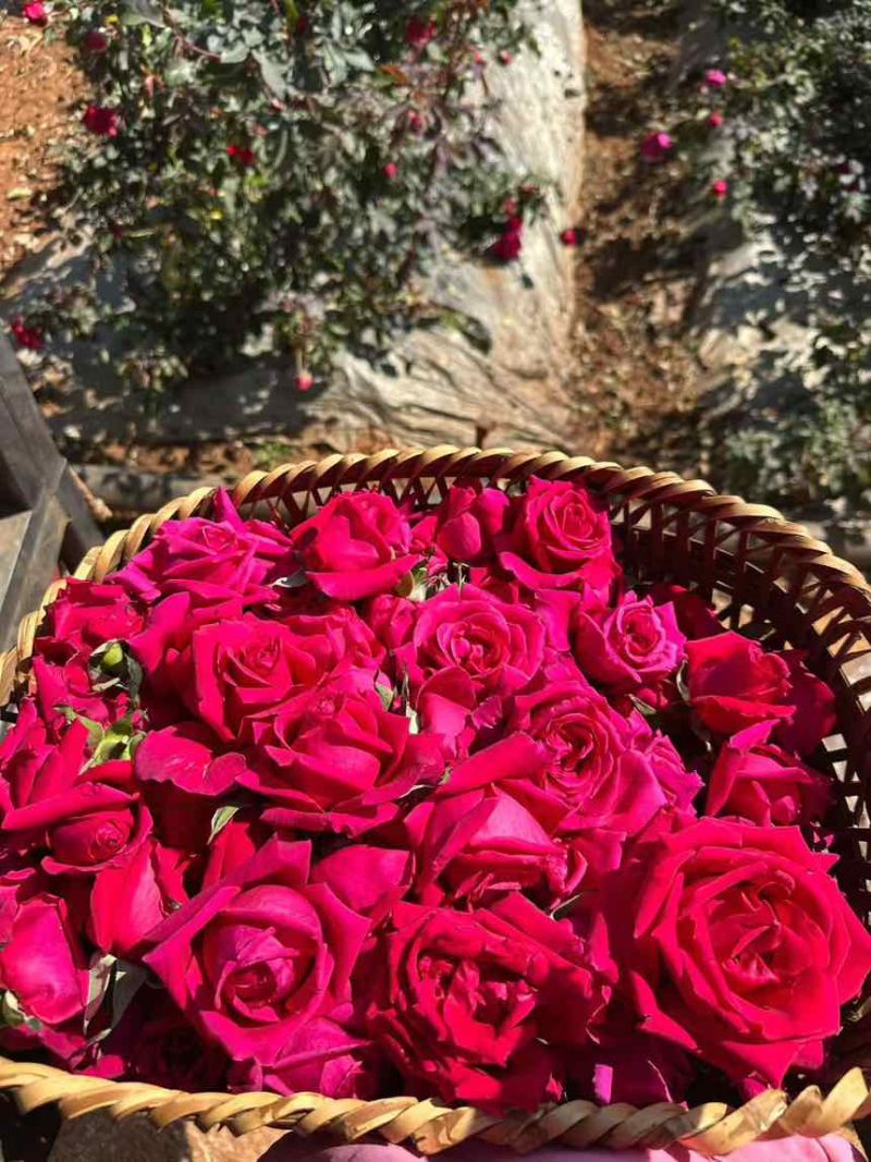 出售墨红玫瑰花，鲜花，可以泡酒，泡玫瑰醋等等，