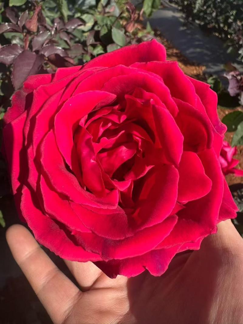 出售墨红玫瑰花，鲜花，可以泡酒，泡玫瑰醋等等，