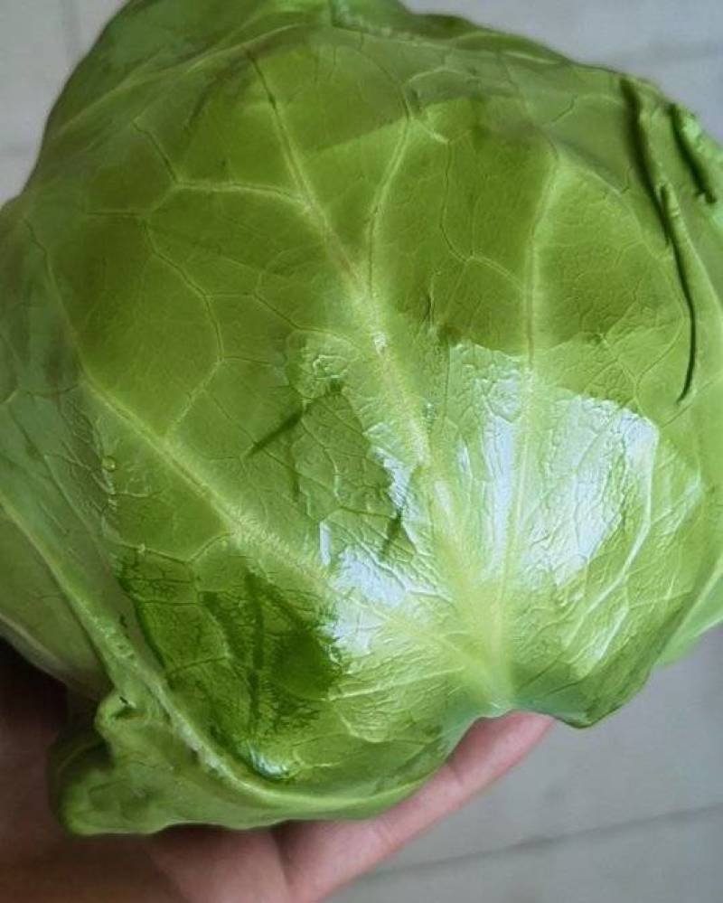 甘蓝