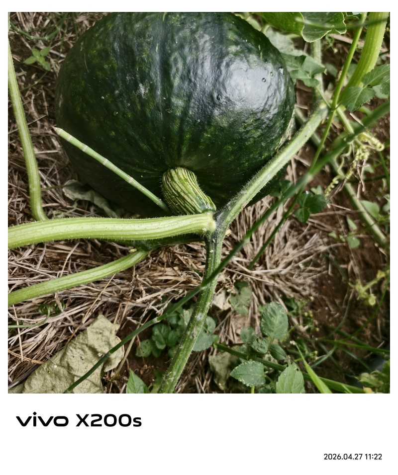 贝贝瓜
