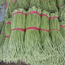中国莘县豆角中国蔬菜**县新鲜采摘源头供货