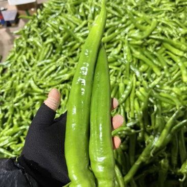 山东青州高品质绿辣椒
