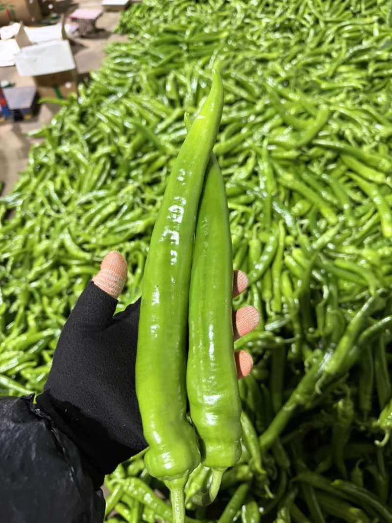 山东青州高品质绿辣椒