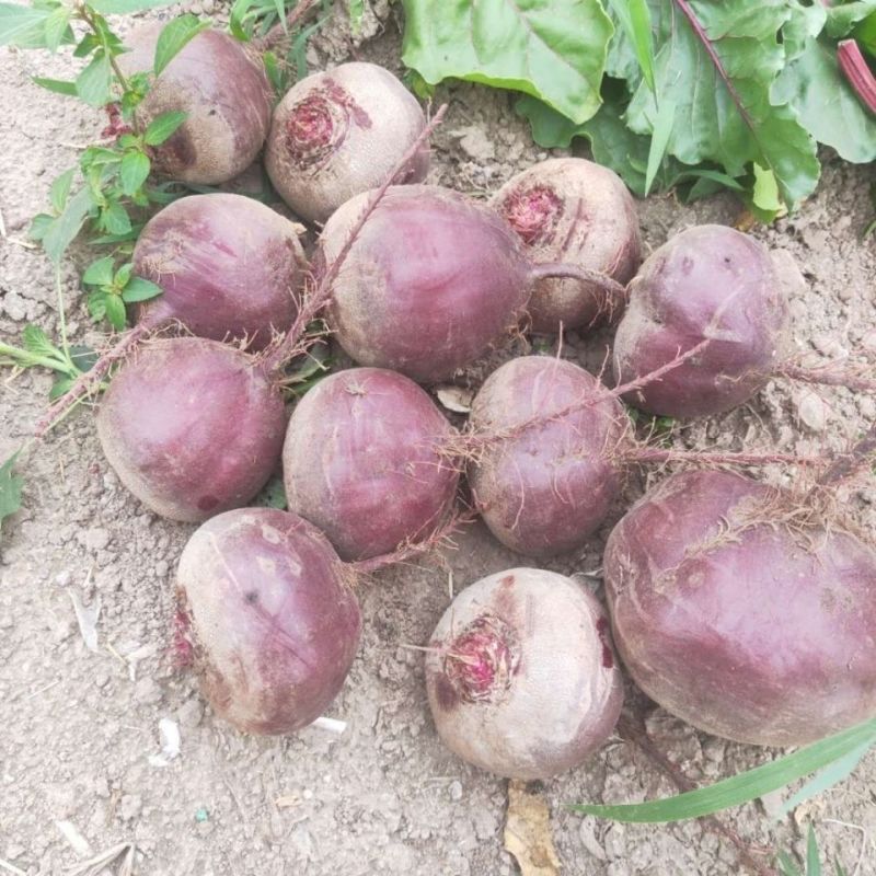 云南红甜菜，产地批发