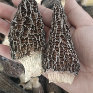 云南高原羊肚菌