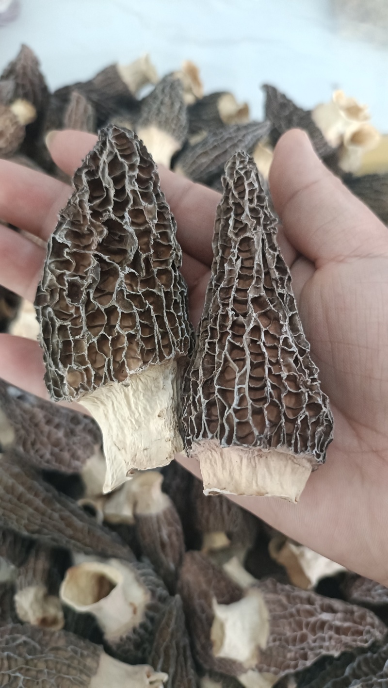云南高原羊肚菌