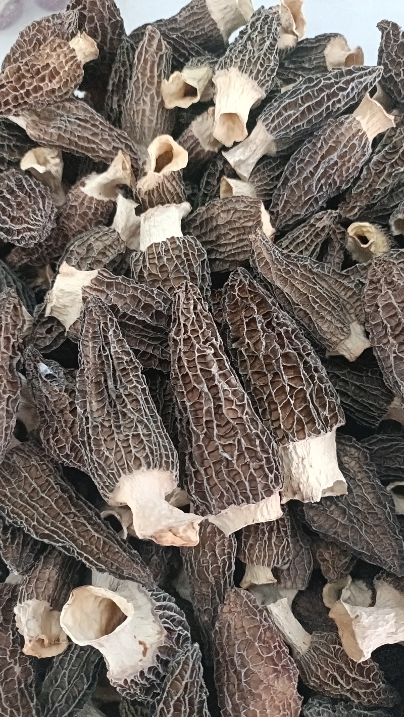 云南高原羊肚菌