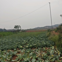 水果包菜