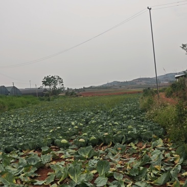 水果包菜