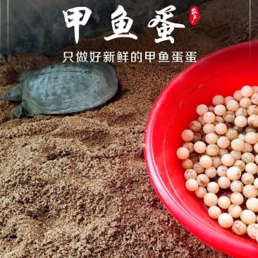 甲鱼蛋