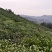 十堰市竹溪县锅厂湾云雾高山绿茶