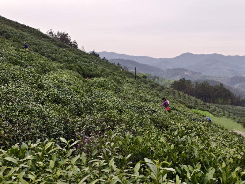 十堰市竹溪县锅厂湾云雾高山绿茶
