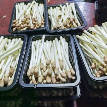 花生芽