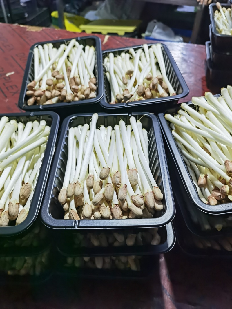 花生芽