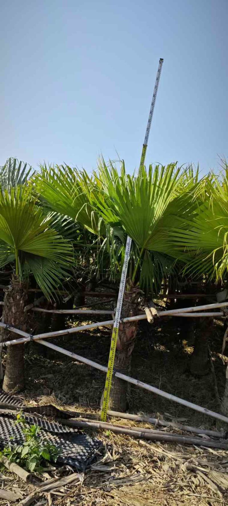 蒲葵100-500高，基地直销，一手货源，各种规格，低价出售
