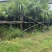 蒲葵100-500高，基地直销，一手货源，各种规格，低价出售