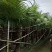 蒲葵100-500高，基地直销，一手货源，各种规格，低价出售