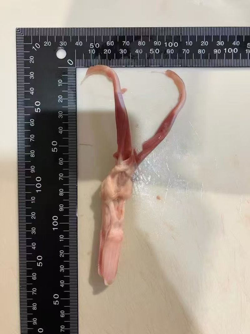 1级鸭舌。