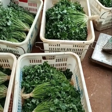 优质香菜，铁杆青更好