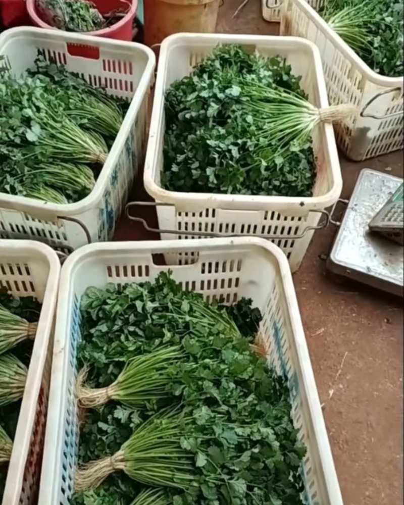 优质香菜，铁杆青更好