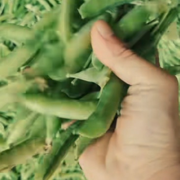 鲜碗豆角
