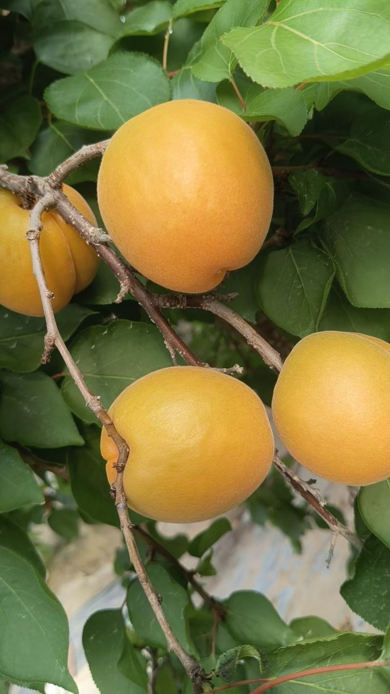 金太阳大量上市