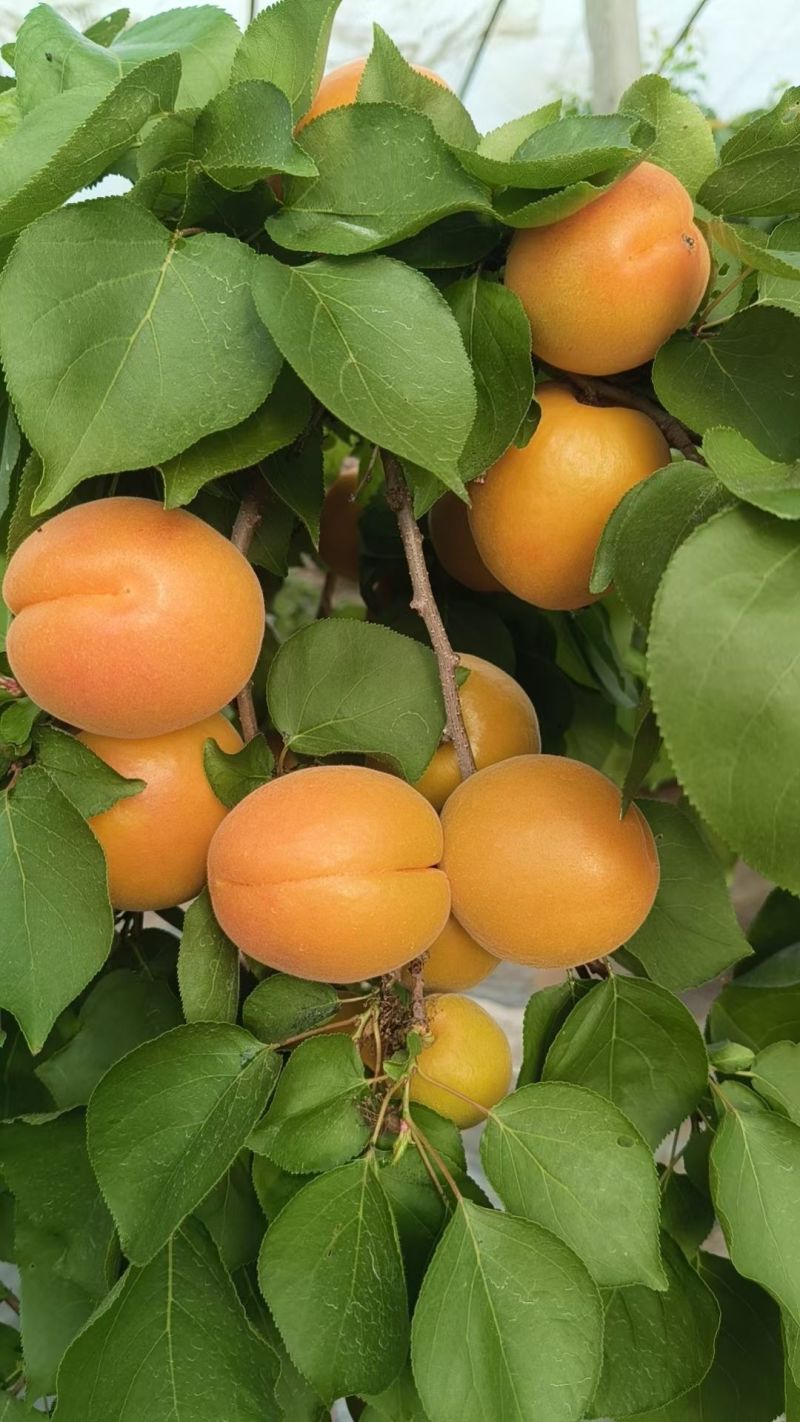 金太阳大量上市