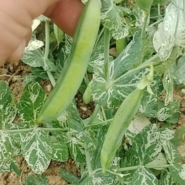 豌豆熟了欢迎采摘