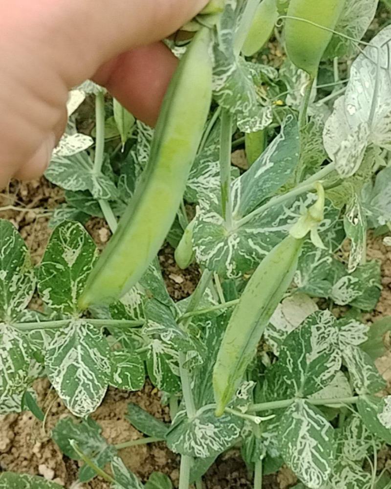 豌豆熟了欢迎采摘