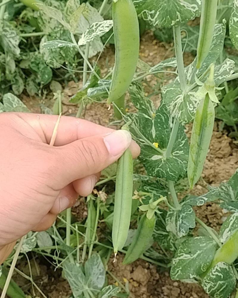 豌豆熟了欢迎采摘