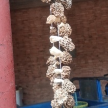 野生羊肚菌干货