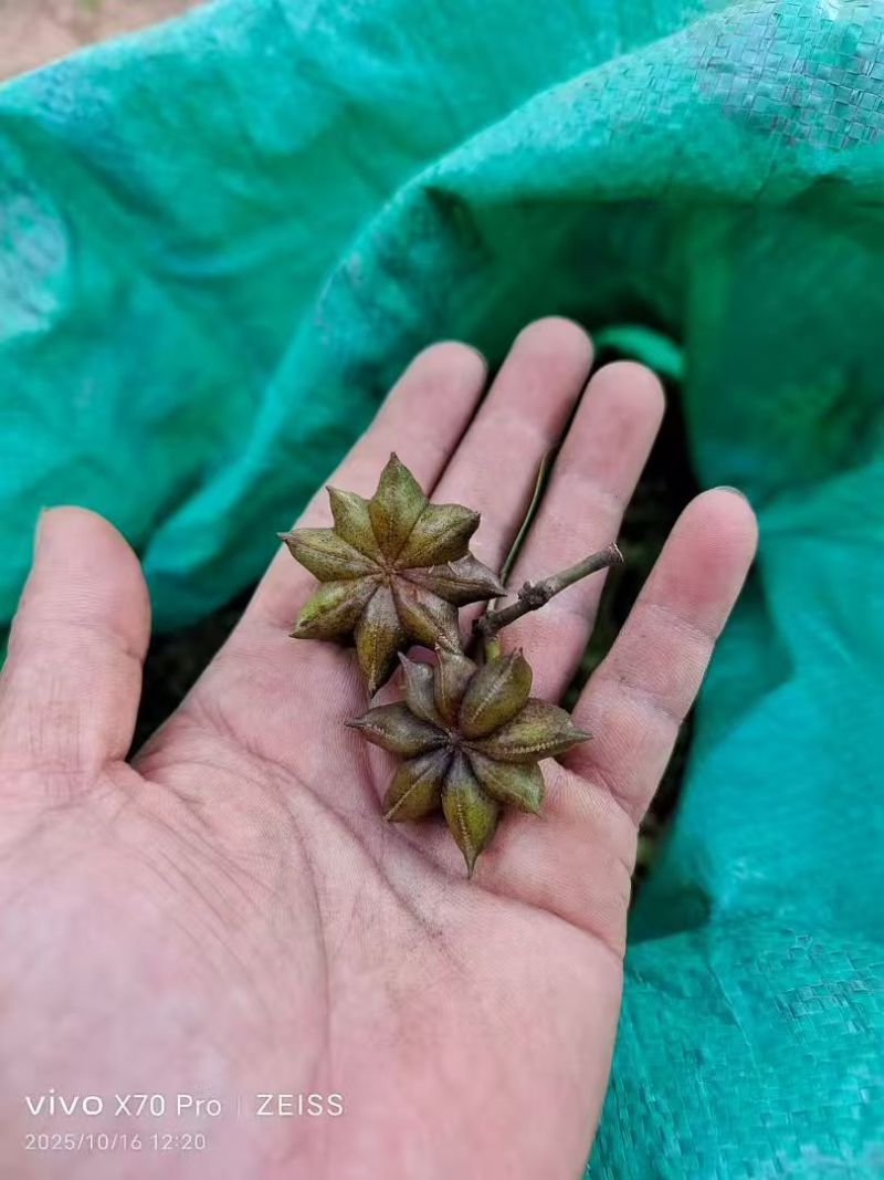 广西玉林六万大山八角