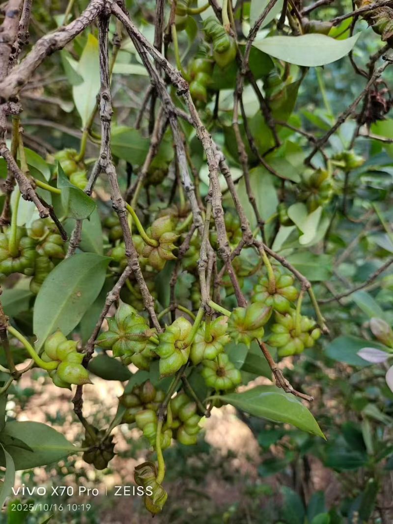广西玉林六万大山八角