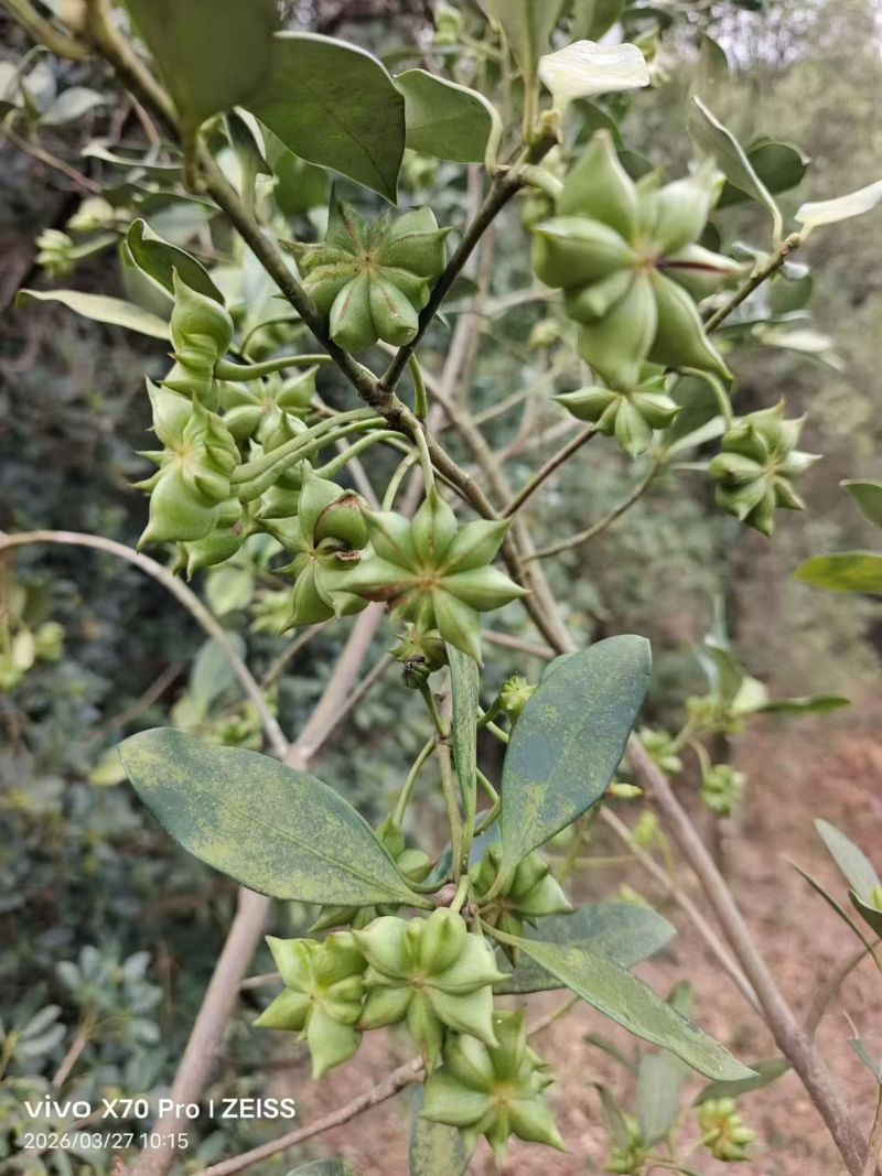广西玉林六万大山八角