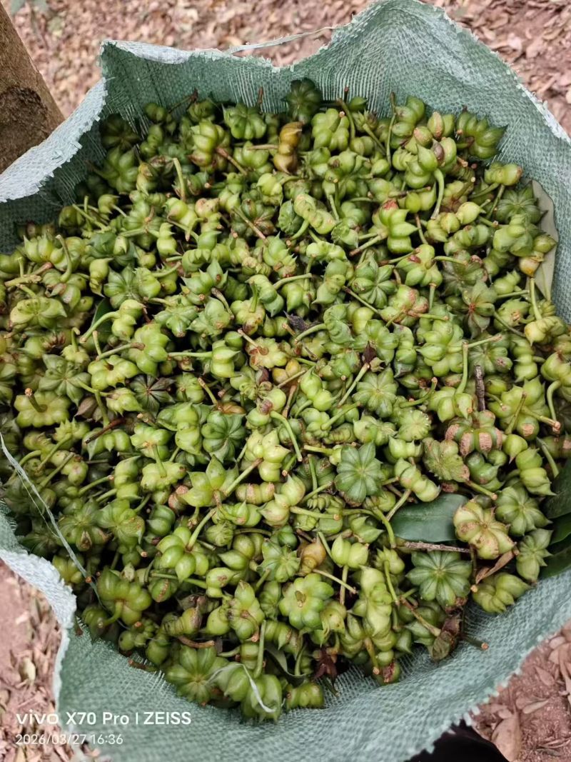 广西玉林六万大山八角