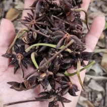 广西玉林六万大山八角