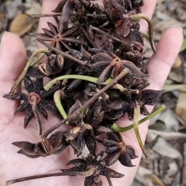 广西玉林六万大山八角