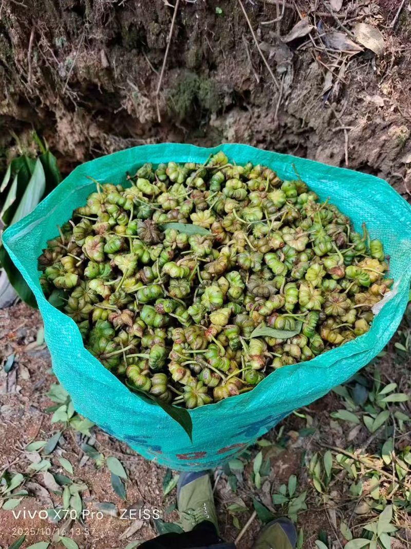 广西玉林六万大山八角