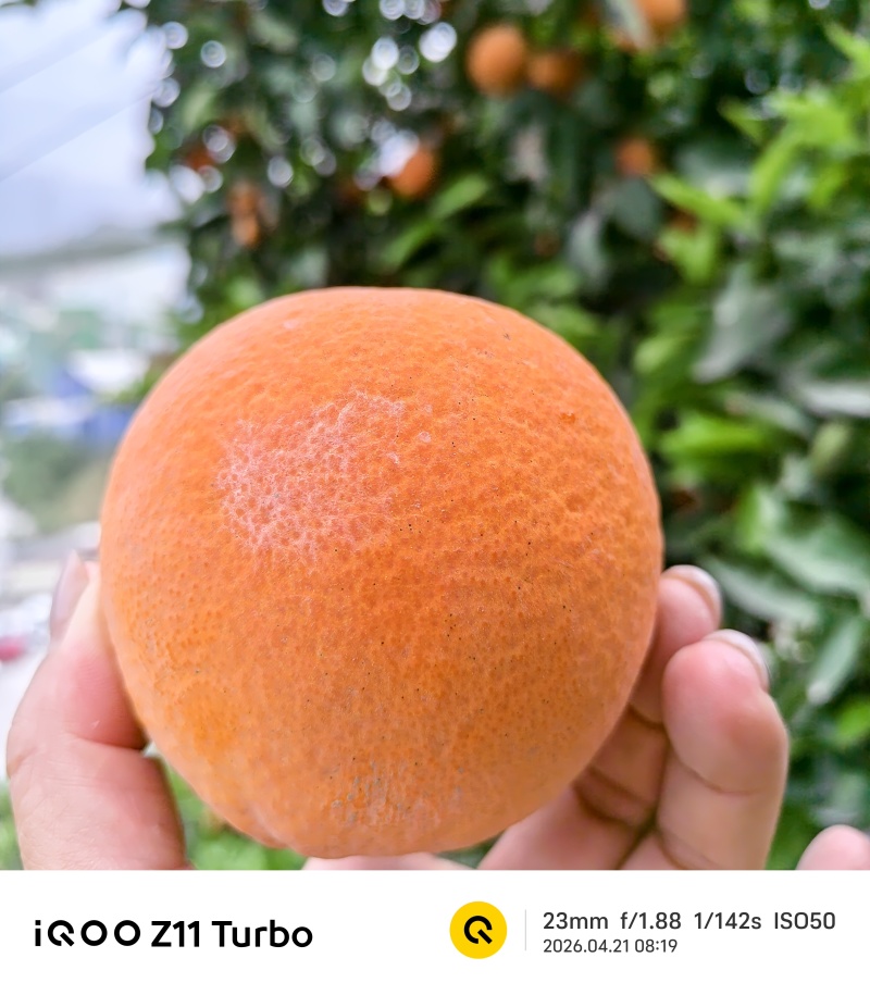 湖北秭归伦晚橙子