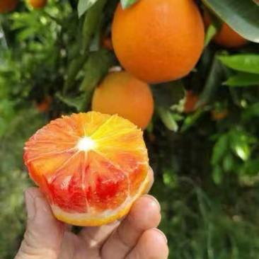 血橙